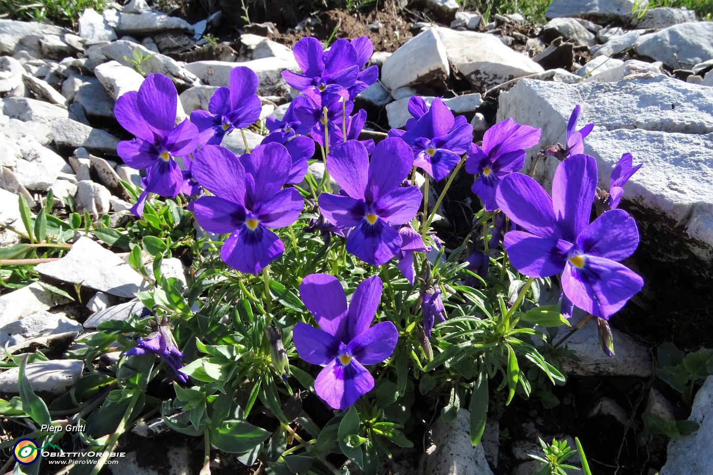 23 Fioriture della Viola di Duby (Viola dubyana) tra le rocce calcaree.JPG
